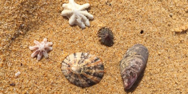 sea shells on sand