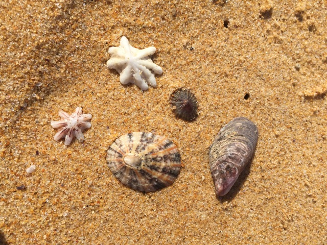 sea shells on sand