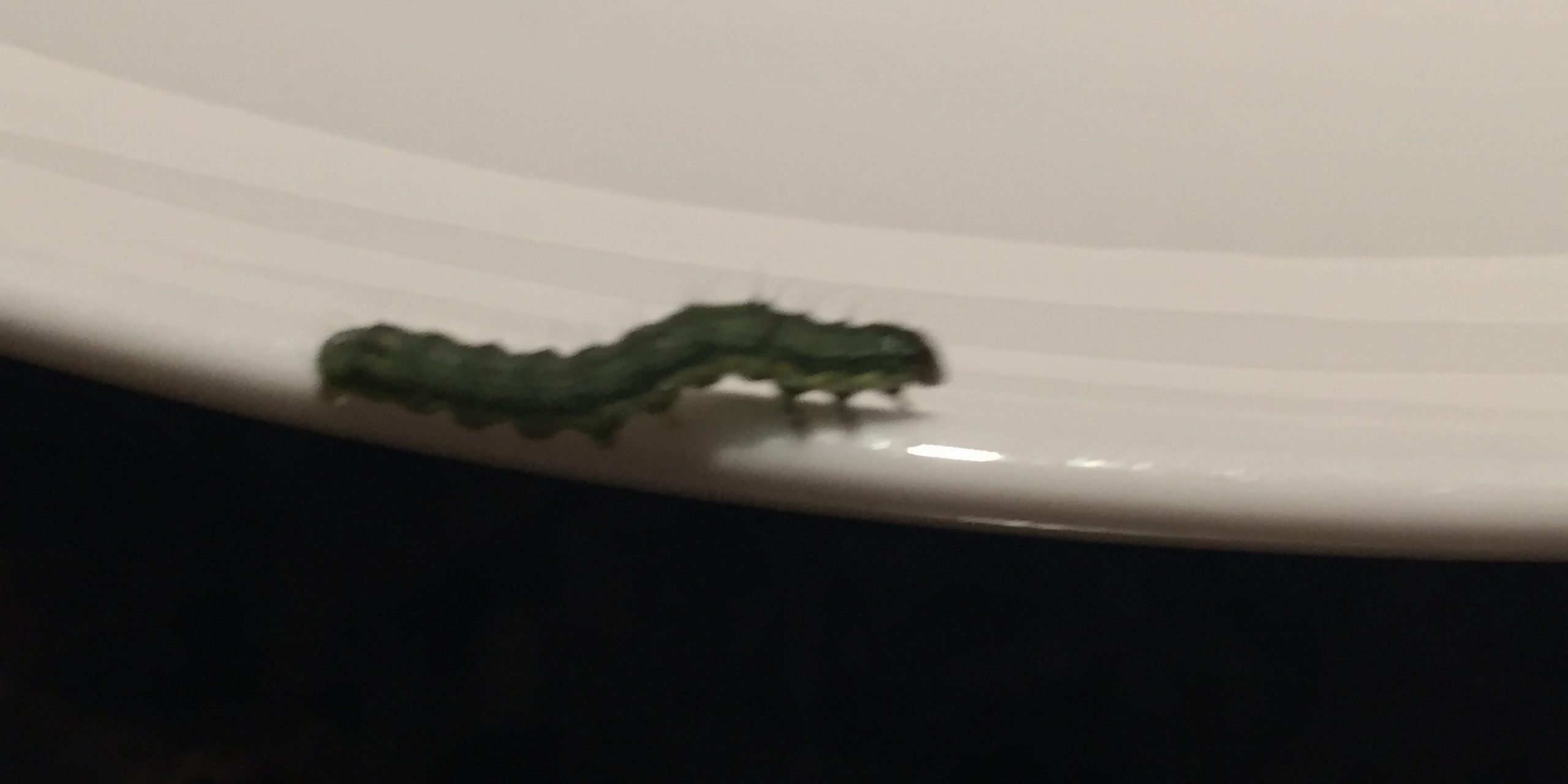 caterpillar Property of MOD