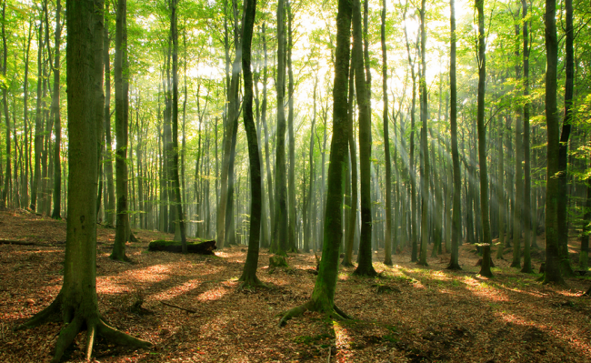 seeing the forest for the trees