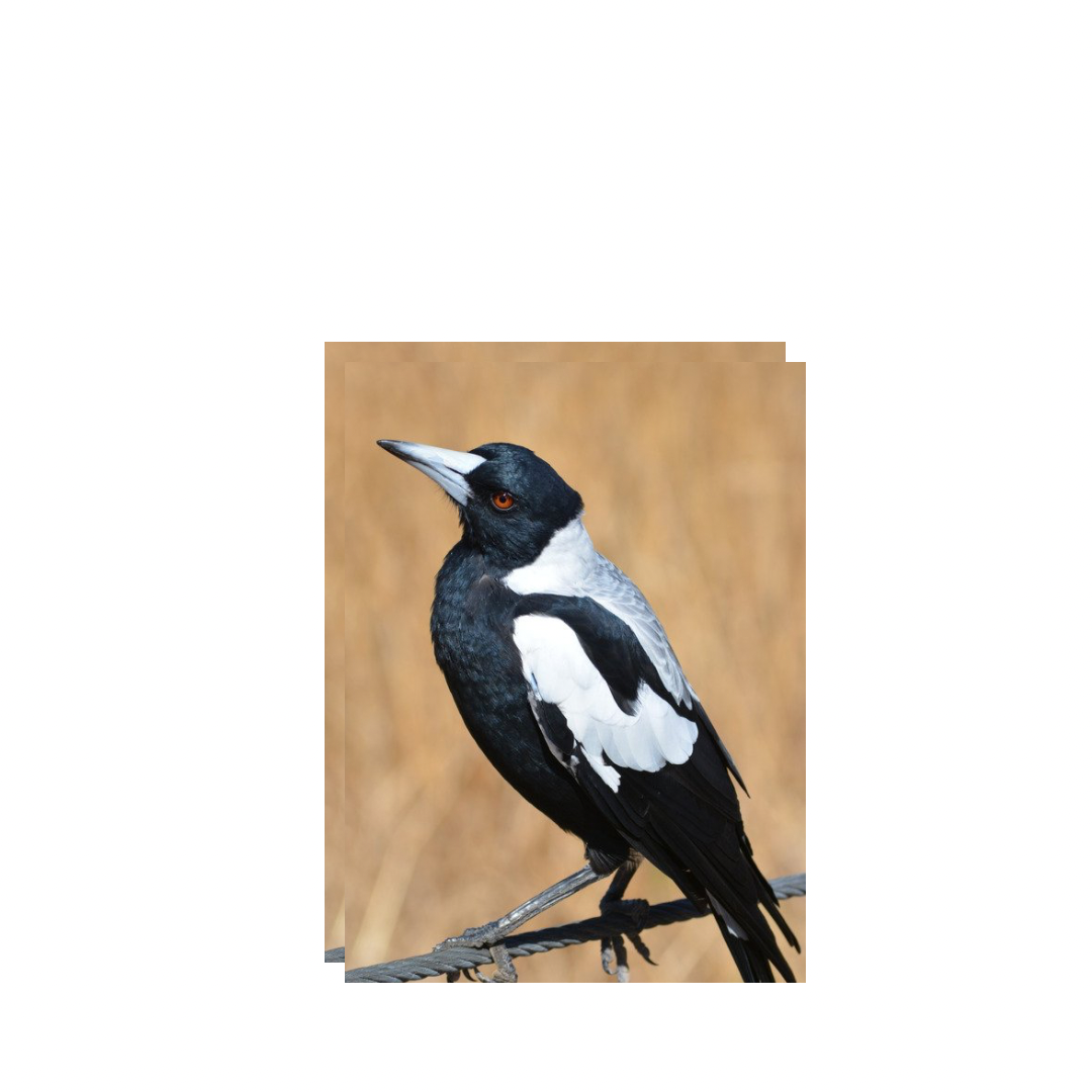 magpie MOD