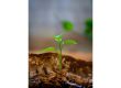 What's emerging
