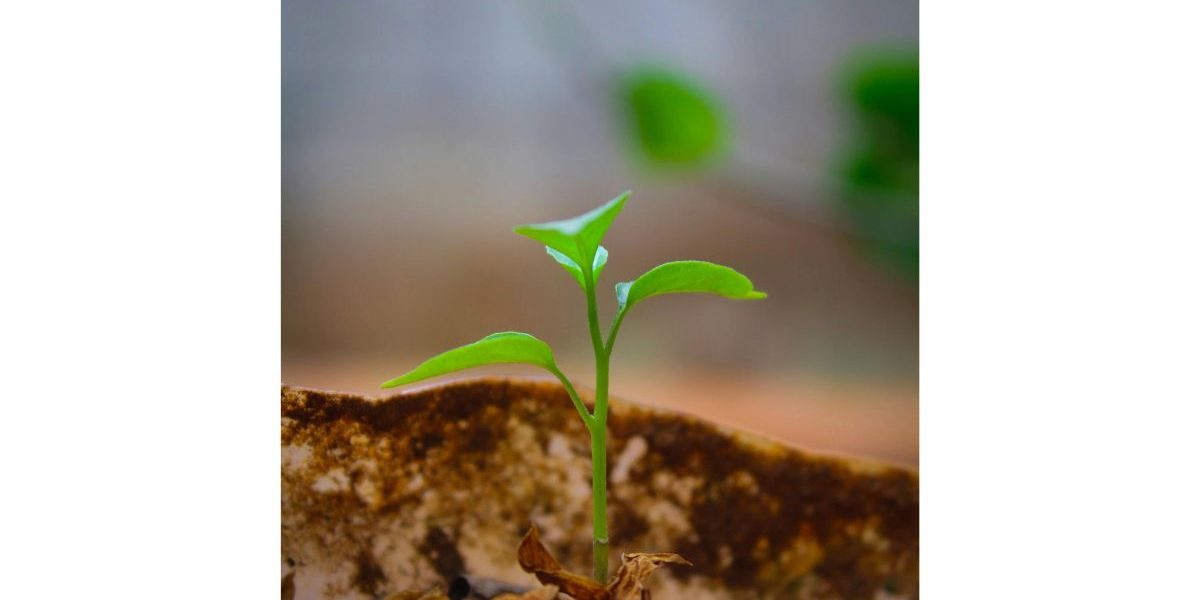 What's emerging