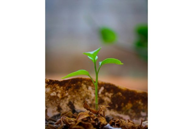 What's emerging