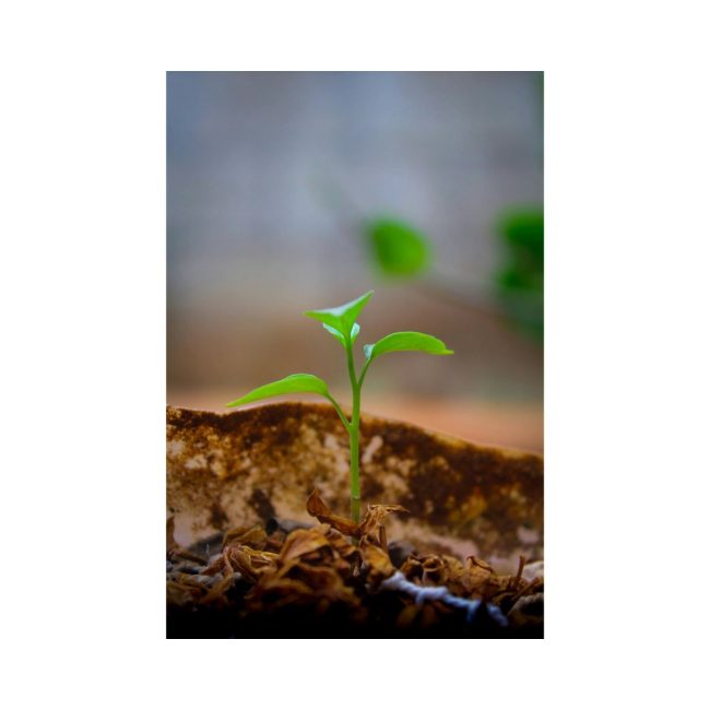What's emerging
