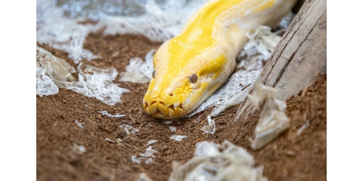 shedding Shedding