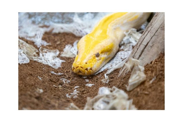 shedding Shedding