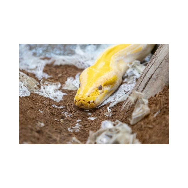 shedding Shedding