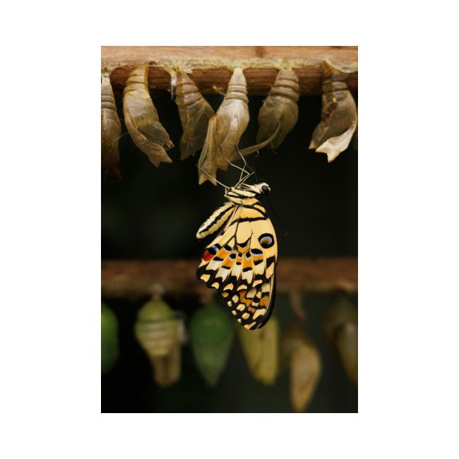 Internal Transformation